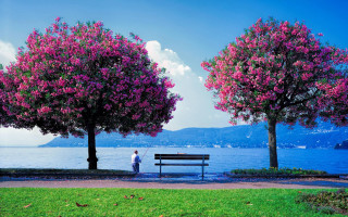 Man bench tree flowers water - near free wallpaper
