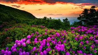 Purple flowers sunset mountain clouds - beautiful landscape free wallpaper for desktop