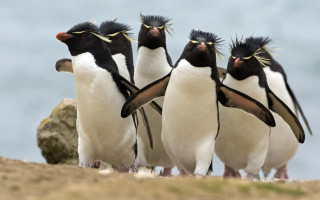 Penguins beach ocean beaks open - a group of penguins free wallpaper