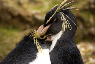 Penguin mohawk feathers beak funny - punk free wallpaper