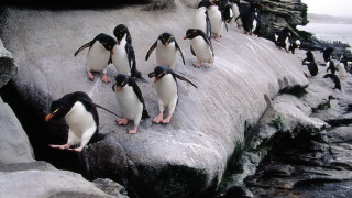 Penguins rock water shore beach - the rock free wallpaper