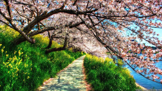 Flowered path pond sky bridge - flower and trees free wallpaper