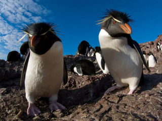 Penguins longhair rockysurface backgrounds ecologicalart - white cloud free wallpaper