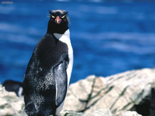 Penguin rock water ecological 3d - a penguin free wallpaper
