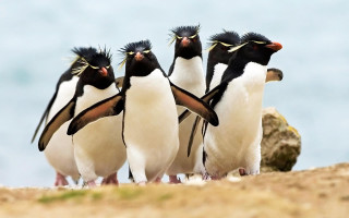 Penguins beach water rock background - a group of penguins free wallpaper