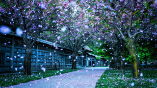 Walkway trees flowers rain building 2 - a walkway free wallpaper