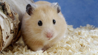 Hamster wood shavings looking camera - clovis trouille free wallpaper