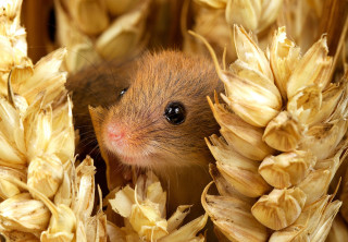 Small rodent peeking corn stalks - a small rodent free wallpaper