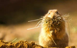 Chippy surrealist rodent eating grass - chippy free wallpaper
