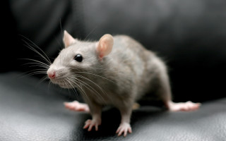 Rat black leather chair curious - its face and body free wallpaper
