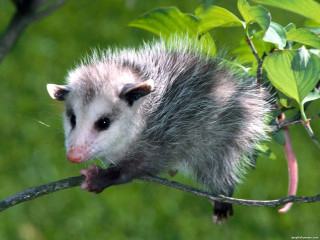 Small animal perched branch leaves 3 - a small animal free wallpaper