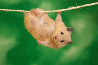 Hamster hanging upside down rope - its body free wallpaper