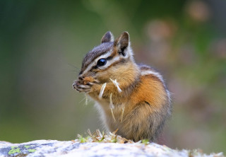 Chipmunk rock outdoors blurry blue - chippy free wallpaper