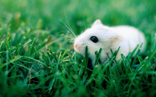 White hamster grass curious looking - curious free wallpaper