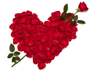 Heart shaped red roses white 3 - single free wallpaper