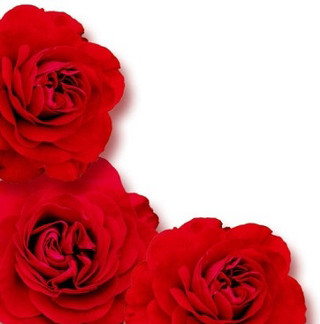 Three red roses white background - rose free wallpaper