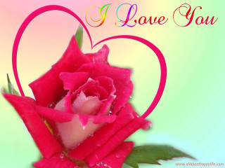 Pink rose heart frame love - a pink rose free wallpaper