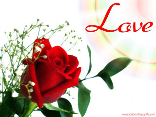 Red rose white stem green - andrew law free wallpaper