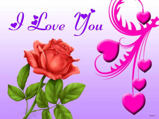 Pink rose hearts purple border - a pink rose free wallpaper