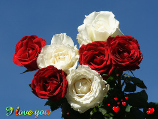 Bouquet roses hearts blue background - a bouquet of roses free wallpaper