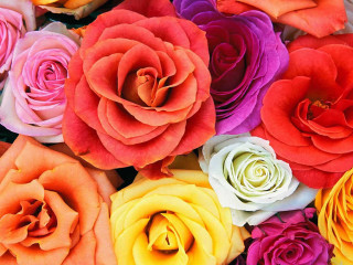 Colorful flowers pile bunch middle - colorful flower free wallpaper