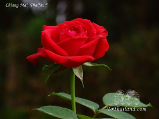 Red rose green stem dark 3 - ann thetis blacker free wallpaper