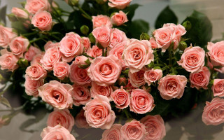 Pink roses vase table reflection 2 - pink rose free wallpaper