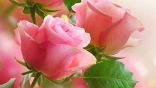 Close up pink rose green - a pink rose free wallpaper