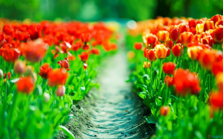 Red yellow flowers path green - a green field behind free wallpaper