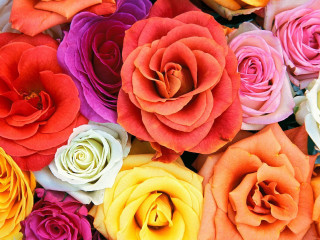 Colored roses arrangement pile tabletop - the flower free wallpaper