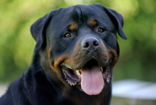 Black brown dog tongue out - boleslaw cybi free wallpaper