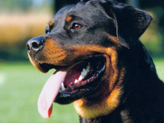 Dog long tongue grass field - a long tongue free wallpaper
