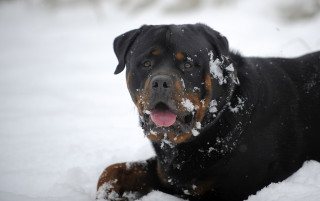 Dog snow night star starry - its tongue free wallpaper