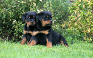 Black brown dogs green field - bush free wallpaper