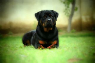 Black brown dog laying grass - the grass next free wallpaper