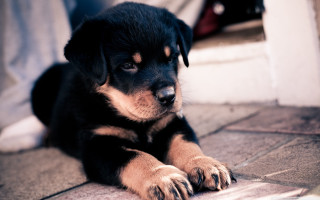 Puppy sitting sad looking camera - his face free wallpaper