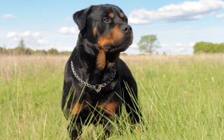 Dog sitting field grass chain - handsome free wallpaper