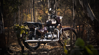 Motorcycle parked woods near trees - the ground and trees free wallpaper