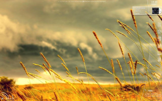 Tall grass cloudy sky open - a window open free wallpaper