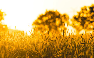 Field grass trees background sunset - sunset time free wallpaper