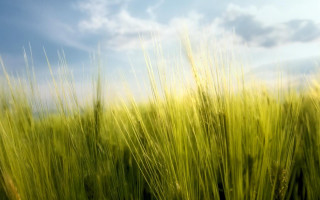 Green grass blue sky clouds 5 - grass free wallpaper