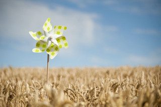 Windmill wheat field blue sky - a blue sky in the background free wallpaper for desktop