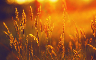 Tall grass sunshine field nature - the grass behind free wallpaper