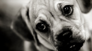 Sad dog looking camera expressing - elke vogelsang free wallpaper