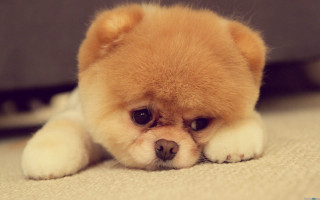 Small brown dog laying floor 2 - top of a floor next free wallpaper
