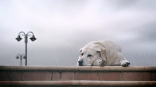 Dog laying ledge rain head - its head on free wallpaper