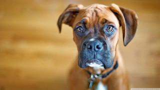 Brown dog black nose white - his face free wallpaper