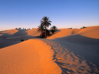 Palm tree desert sunset blue - andor basch free wallpaper