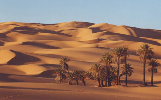 Desert palm trees sand dunes - a desert free wallpaper