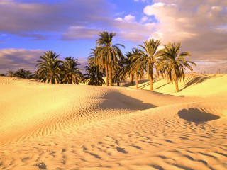 Sandy palm trees clouds background - sandy free wallpaper